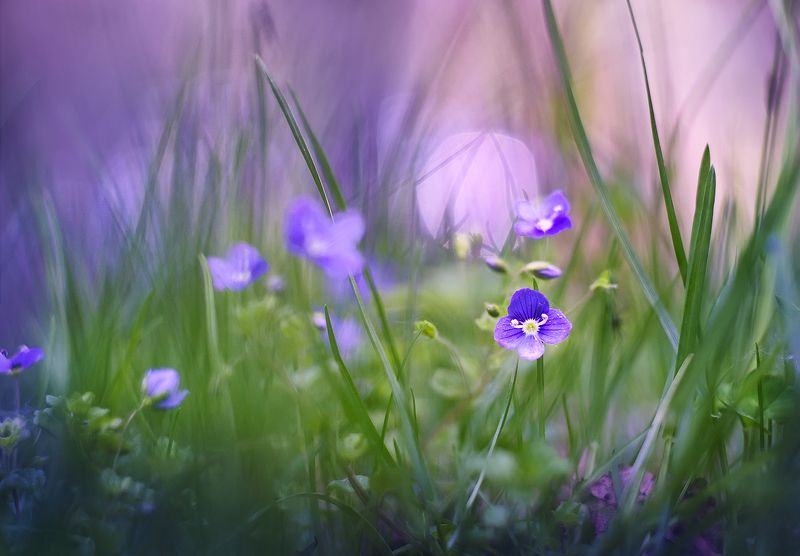 Вероника лесная фото превью