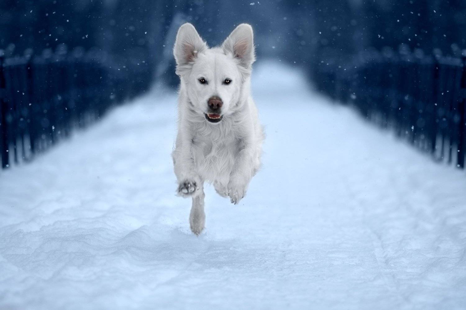 собака,фото дня,питомец, животные, зима, природа, pet, no people,autumn, canon,animal, winter, Наталья Ляйс