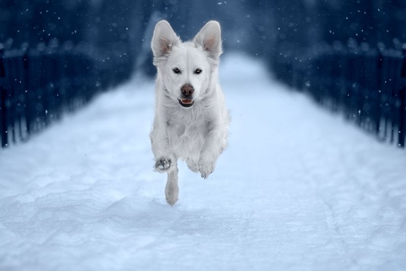 собака,фото дня,питомец, животные, зима, природа, pet, no people,autumn, canon,animal, winter Полет фото превью