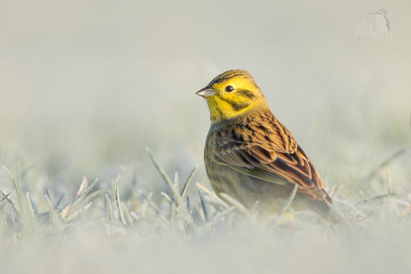 yellowhammer фото превью