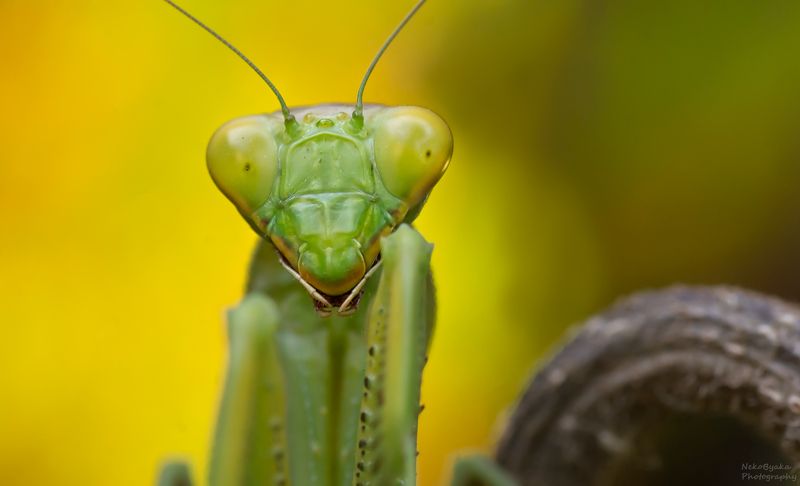 макро, природа, насекомые, богомол, боке, macro, nature, insects, praying mantis, bokeh, Богомолий фотосет фото превью