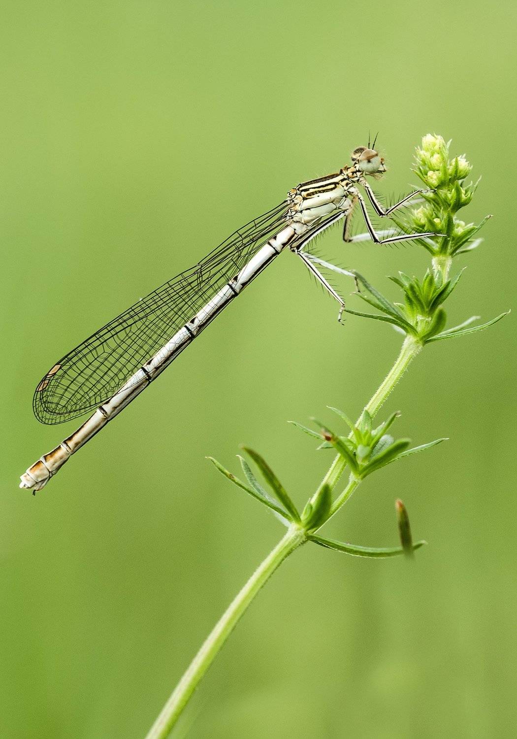 , Сергей Троицкий
