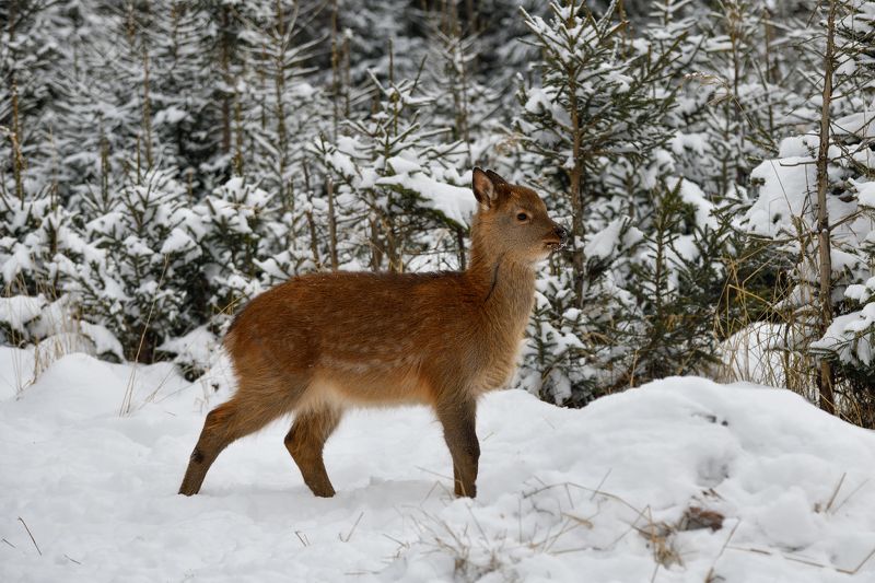 лес,животные,оленёнок,рыжик *** фото превью