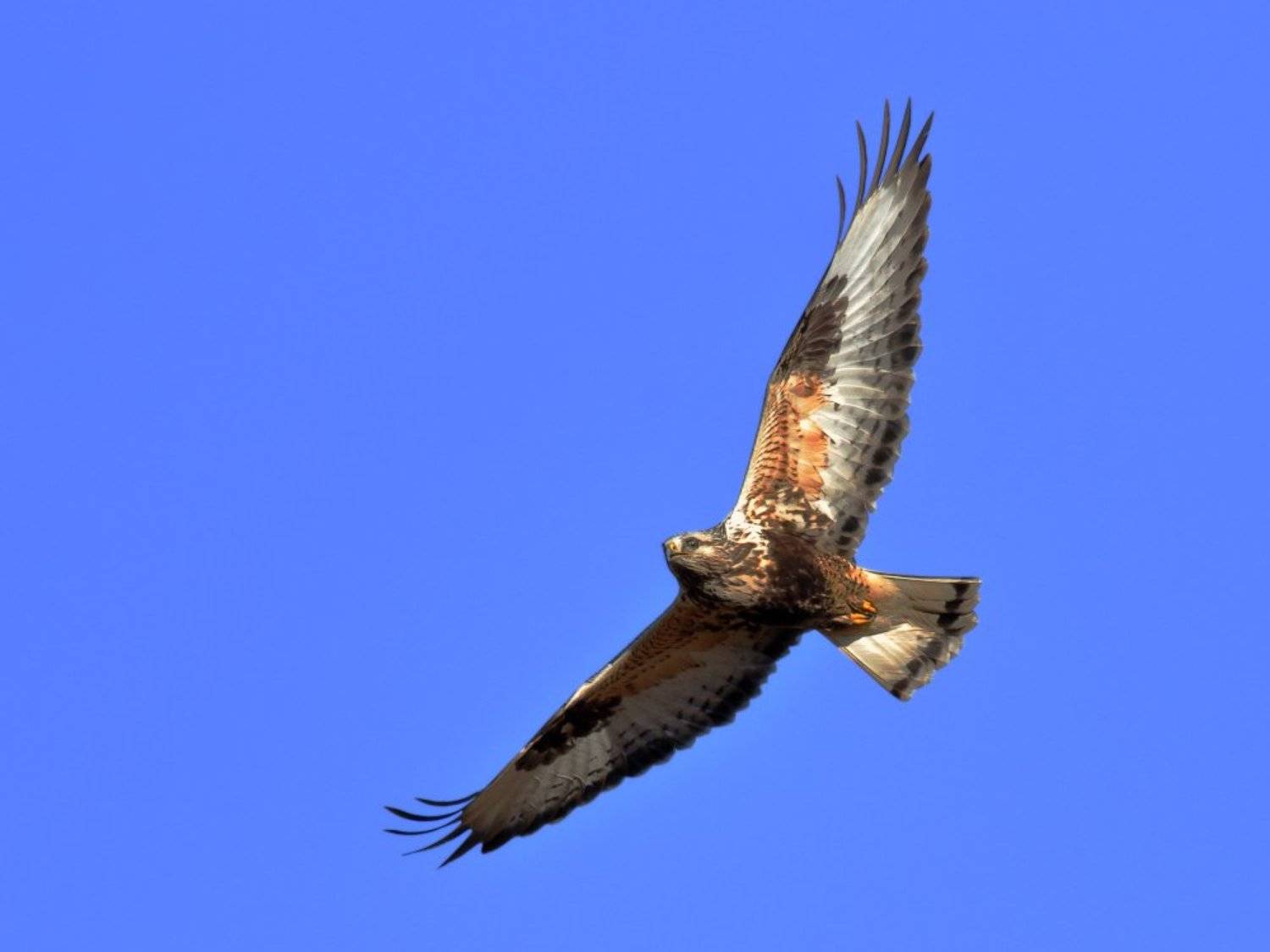 , Георги Славов