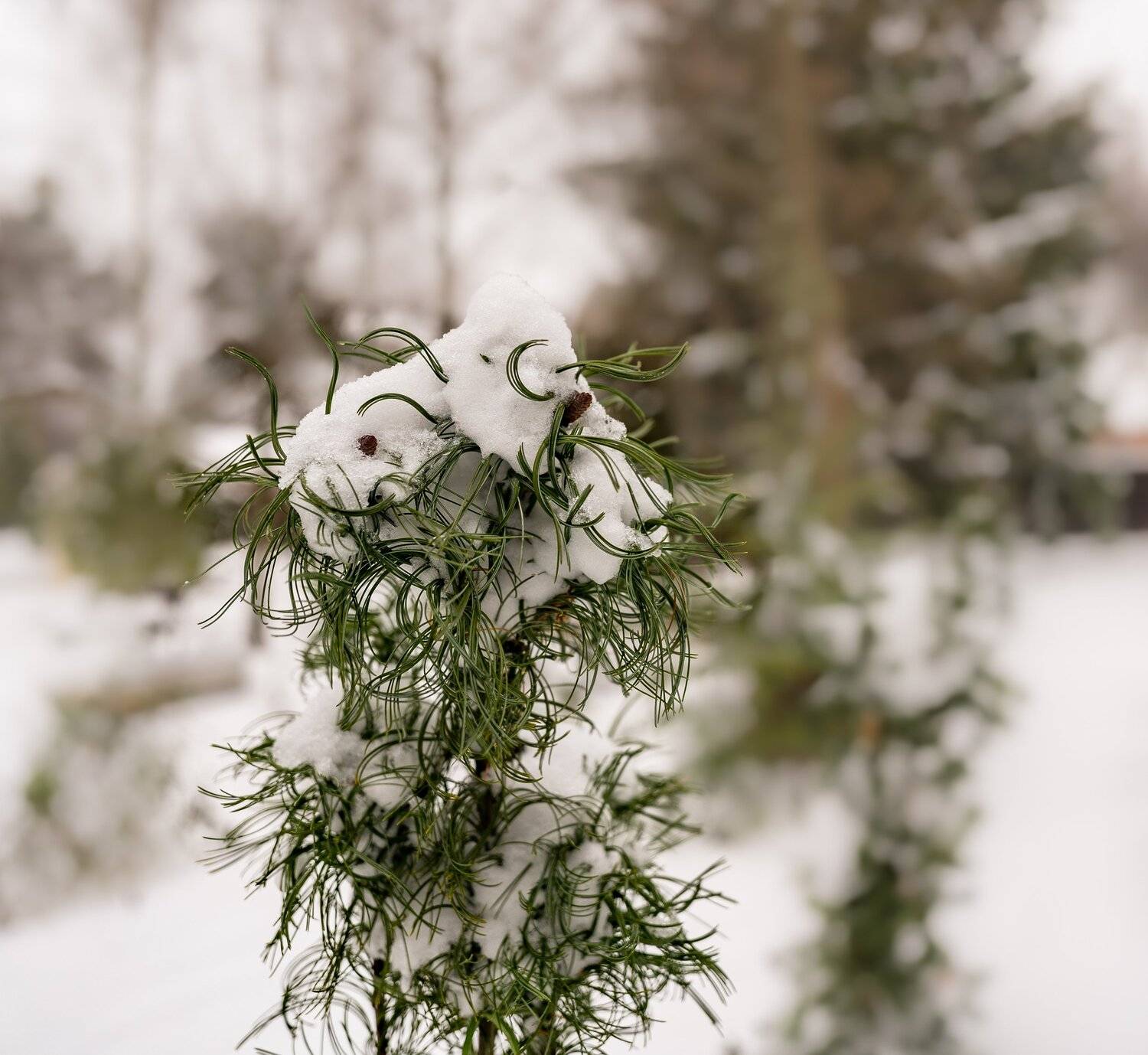 , Курлянцев Алексей