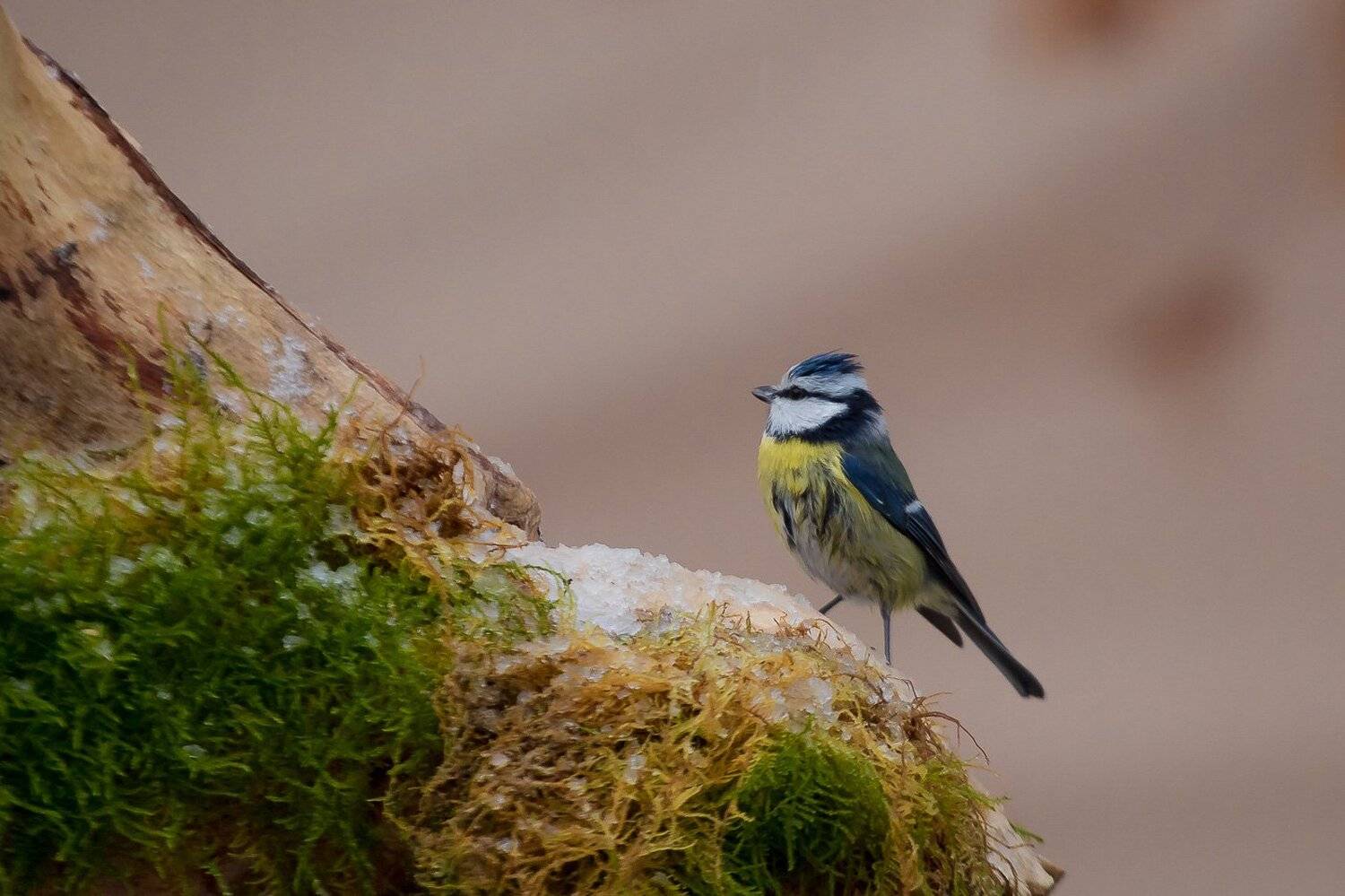 лазоревка, птицы, зима, birds, wildlife, blue tit, Алексей Юденков