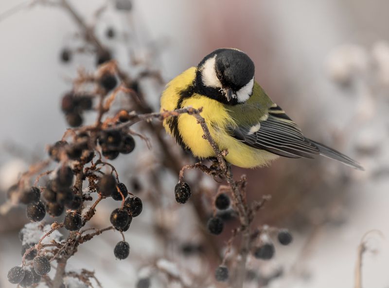 птица, синица, мороз, холода!! фото превью
