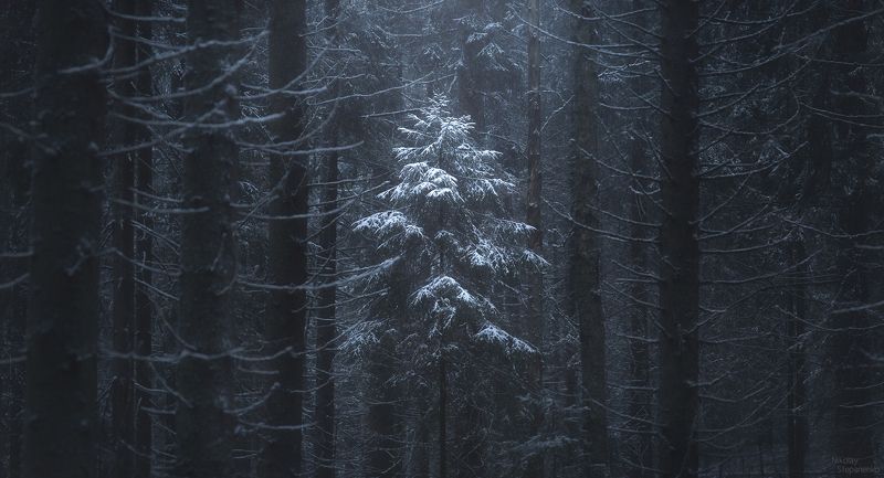 лес, ленинградская область, зима, ель, ёлочка, снег В лесу... фото превью