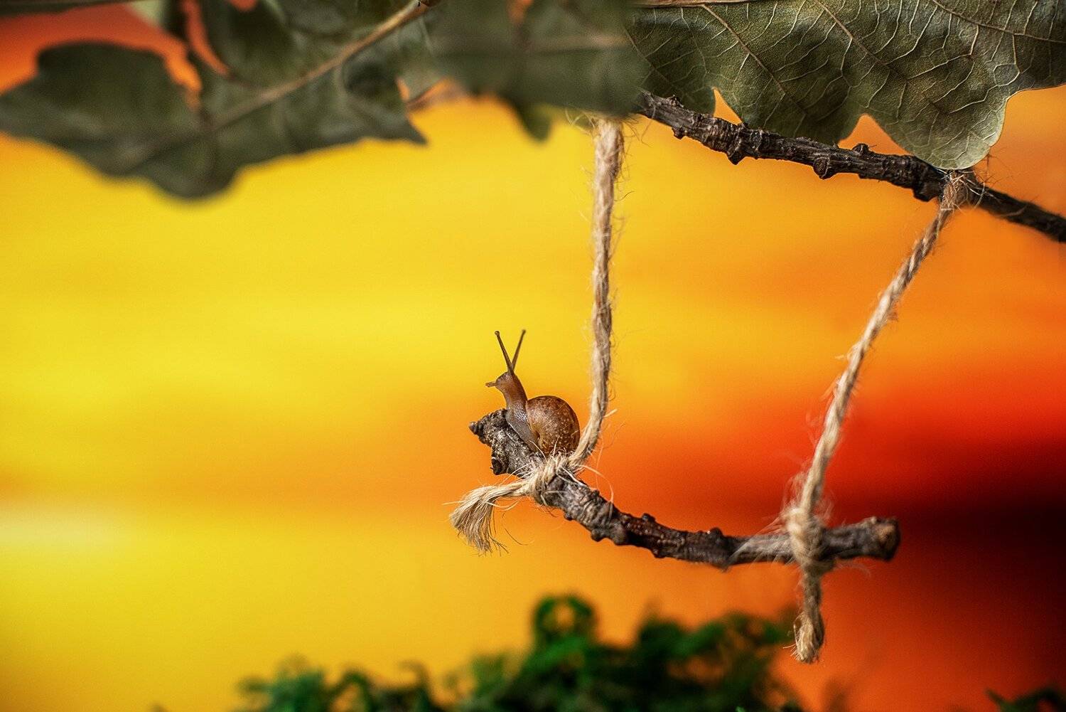 улитка, Анастасия Думинская