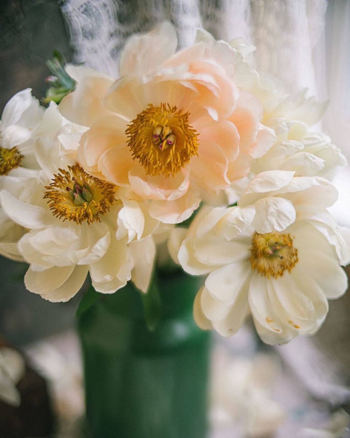 букет, пионы, свет, белый, Анастасия Зубкова