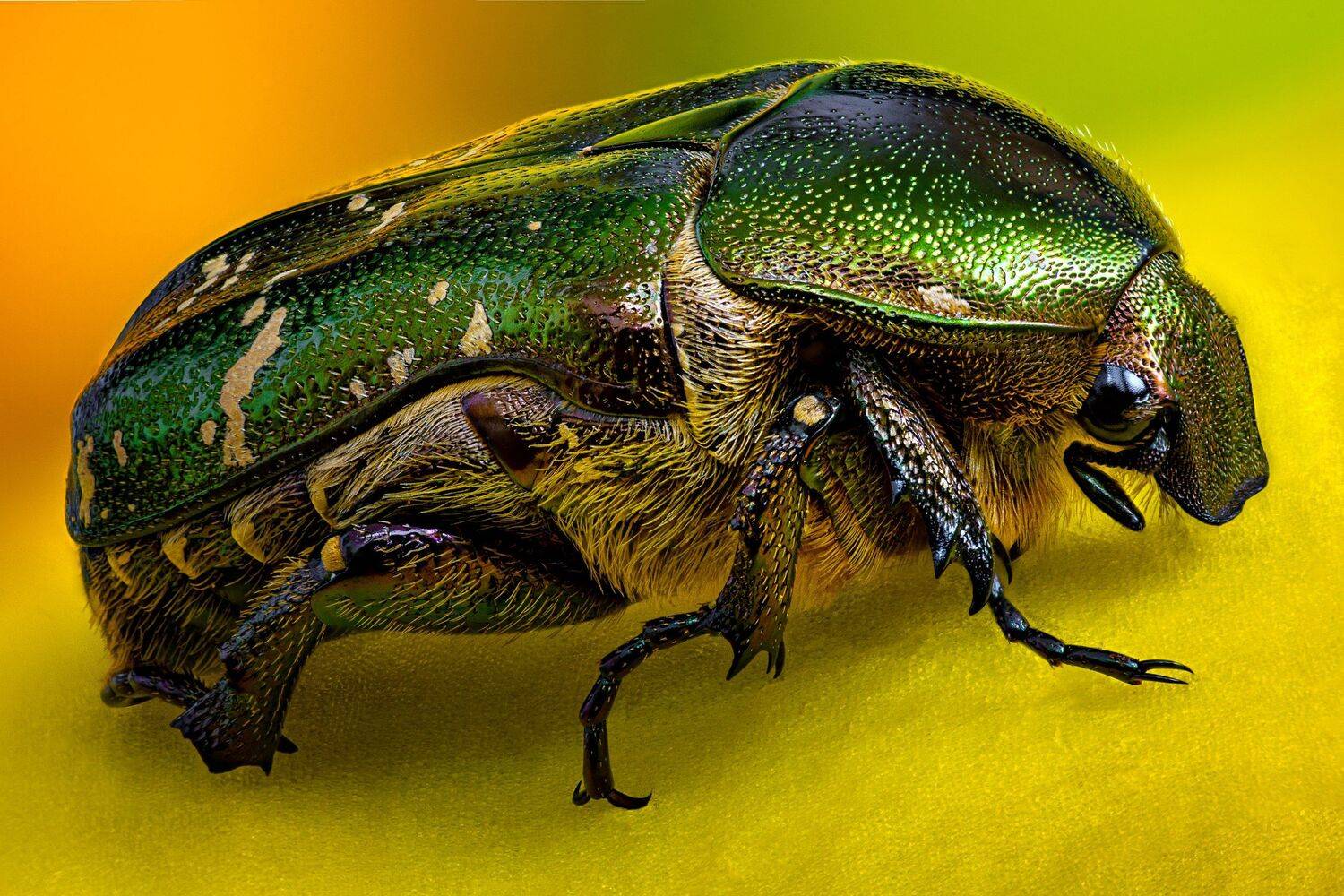 , Антон Финевич