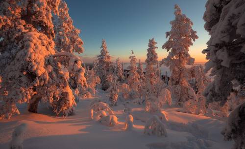 Ёлочки нежатся на солнышке