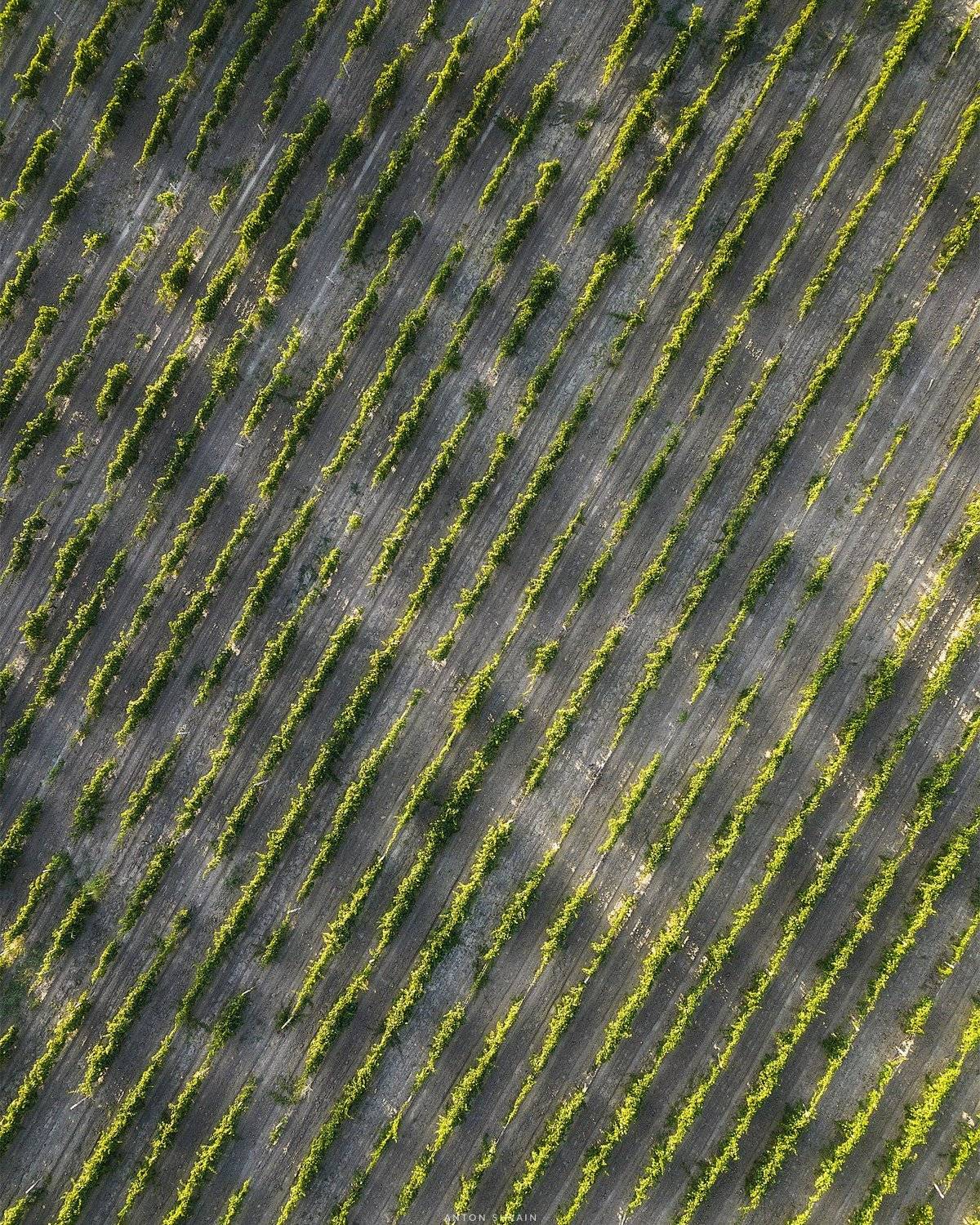 , Антон Шваин