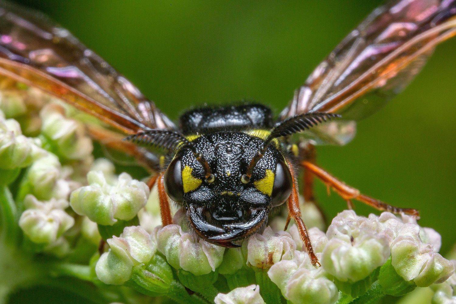 макро, насекомые, пилильщик, сад, природа, Иван Радьков