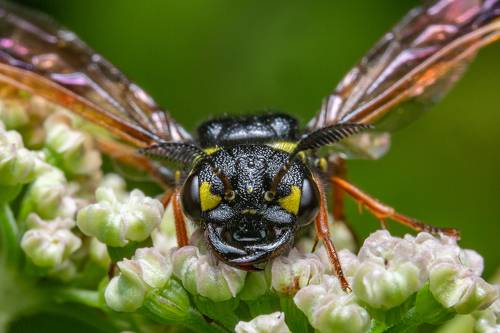 пилильщик (sawfly) megalodonte spiraea
