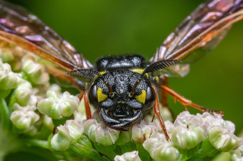 макро, насекомые, пилильщик, сад, природа пилильщик (sawfly) megalodonte spiraea фото превью