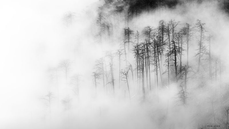 крым, джады-бурун, никитская яйла, горы, сосны, туман, пепелище, ч/б, mountais, fog, clouds, crimea, b/w. Там где из моря рождаются облака. фото превью