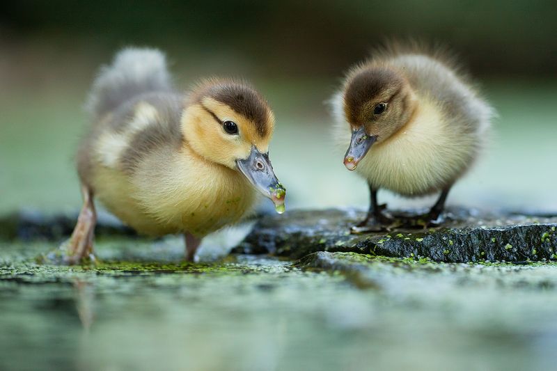 Duckling фото превью