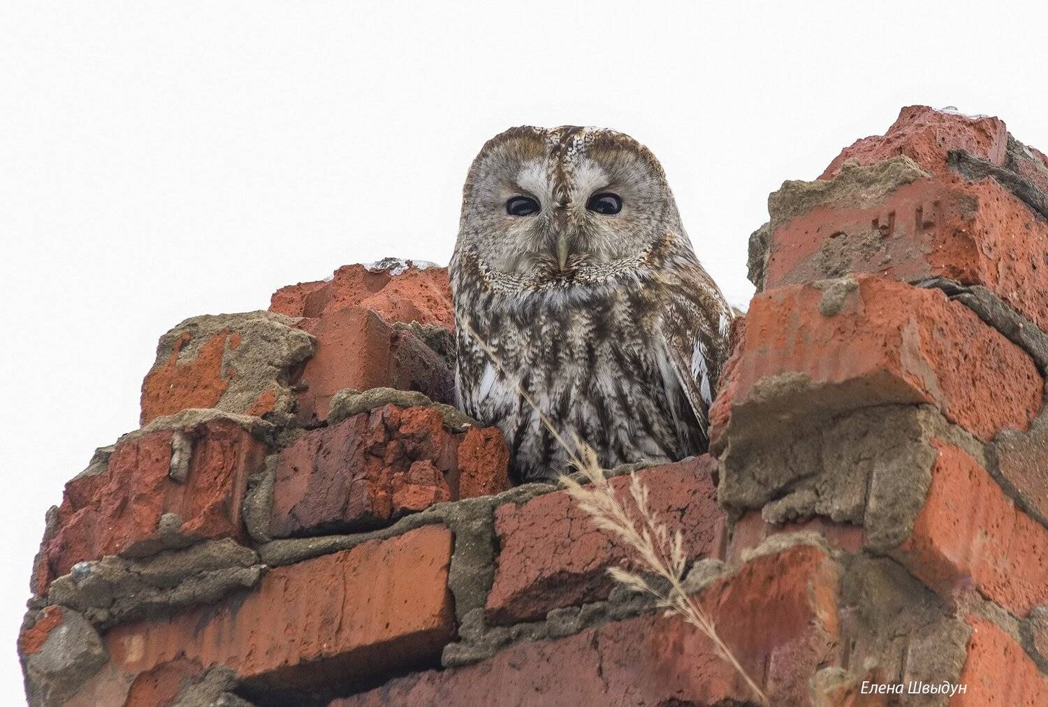 bird of prey, animal, birds, bird,  animal wildlife,  nature,  animals in the wild, owl, tawny owl, неясыть, сова, серая_неясыть, Елена Швыдун