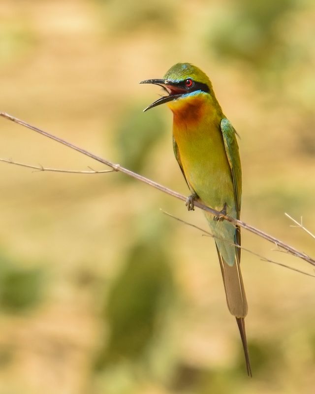birds, bird, animal, wildlife Bee-Eater фото превью