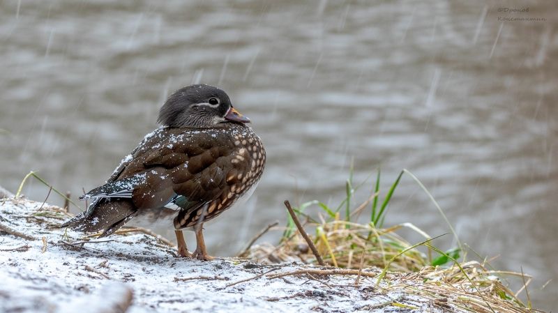 птицы, фотоохота, мандаринка Снегопад фото превью