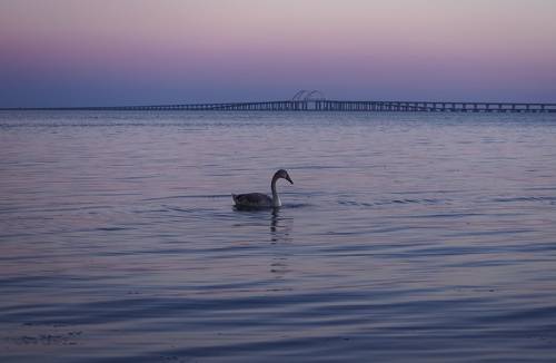 На заре лебединого вечера.