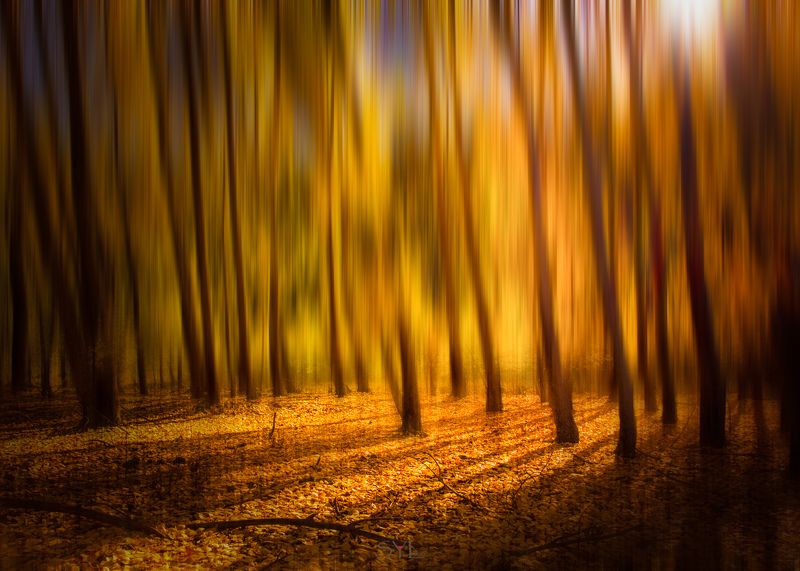 Ray in Autumn фото превью