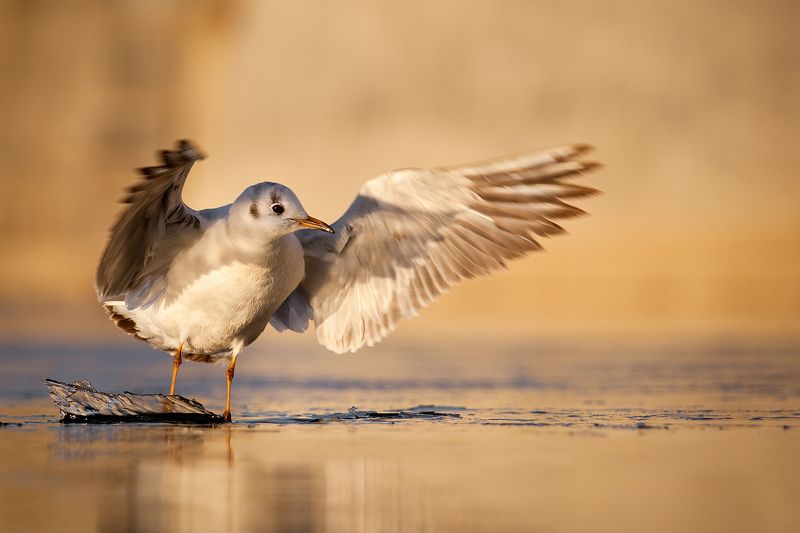 Gull in winter фото превью