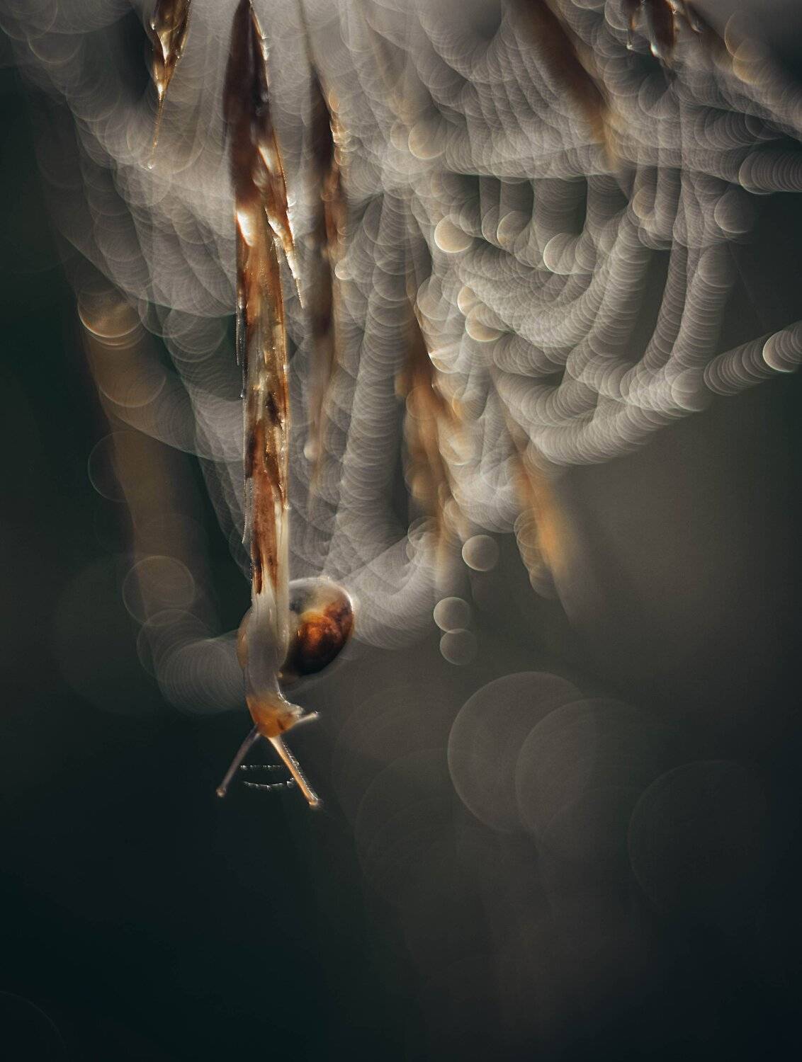 , Лапшина Владлена