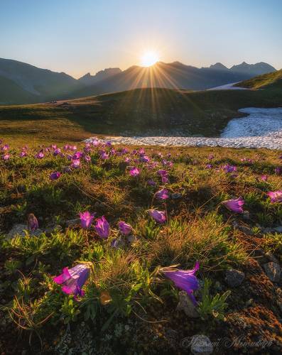 Колокольчиковое утро