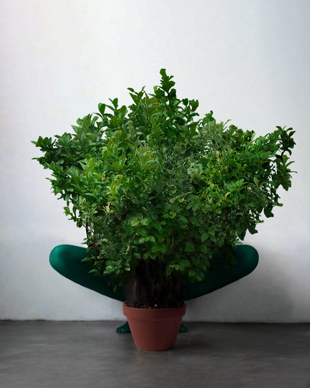 digital photo,  creative edit,  conceptual photography,  surreal photography, surrealism tree of life фото превью