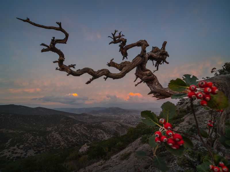 крым, новый свет, осень, закат, crimea, autumn, dusk И мёртвой хваткой вцепившись в закат фото превью