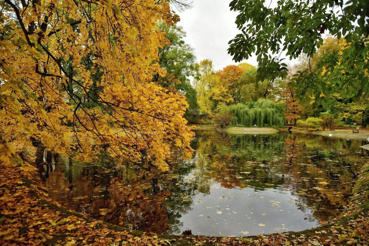 , Владимир Леликов-Кузьменко