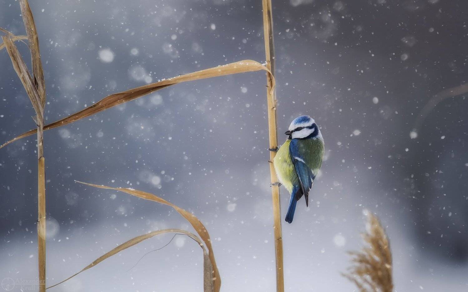 , Александр Круль