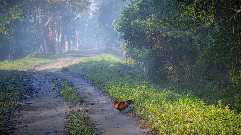Red Junglefowl Kaziranga Habitat shot of a Red Junglefowl фото превью