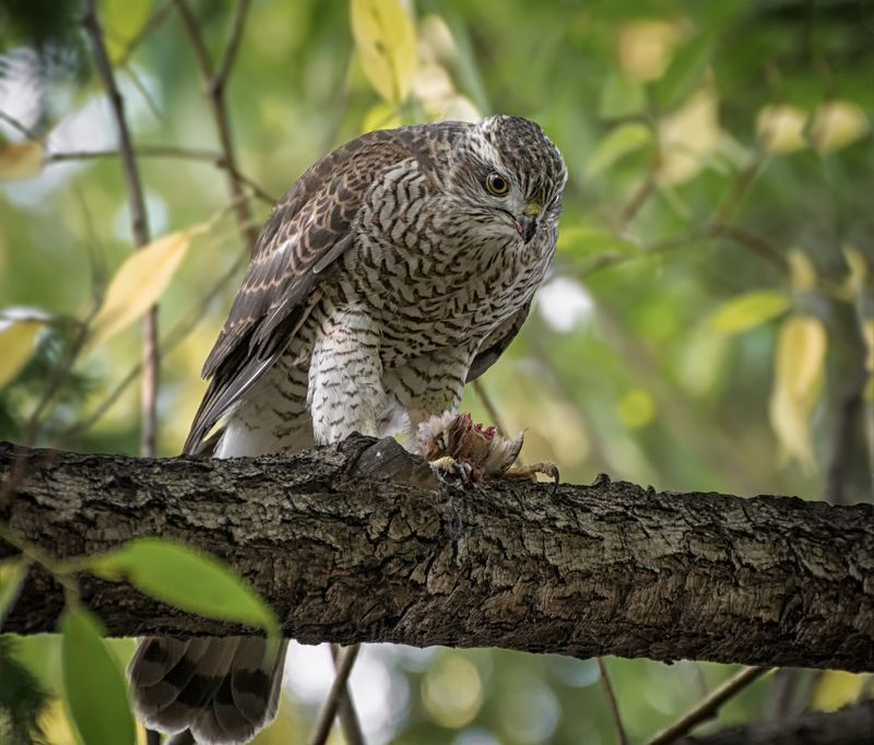 птица, ястреб, трофей, ястребок.. фото превью