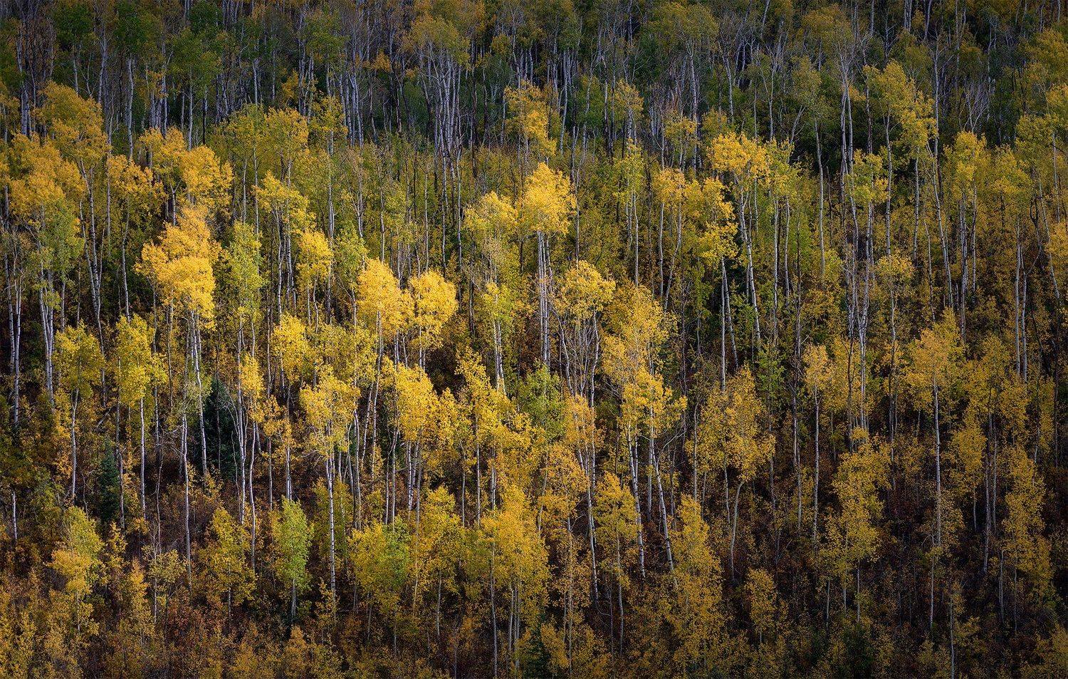 , Дмитрий Титов