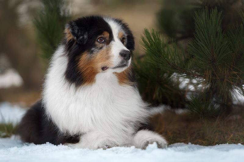 мечтатель фото превью