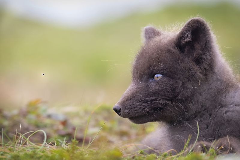 дальний восток, эндемик, песец, остров беренга  Комар и песец, диалог фото превью