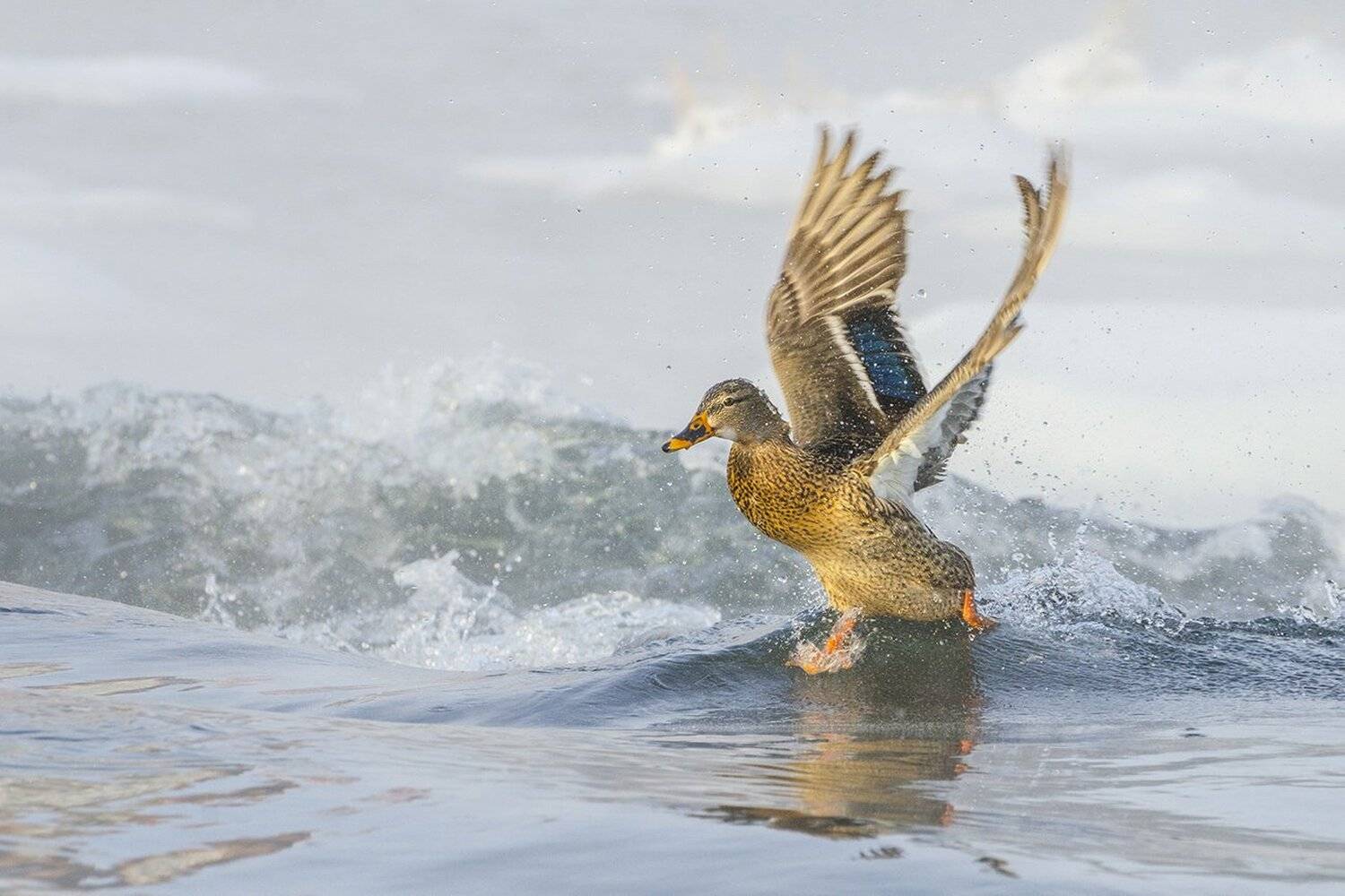 утка, кряква,  птица, Михаил Агеев