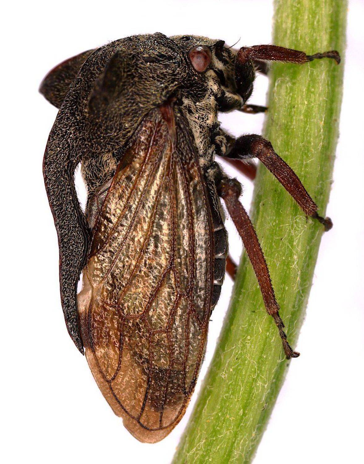 centrotus cornutus горбатка, Александр Зорин