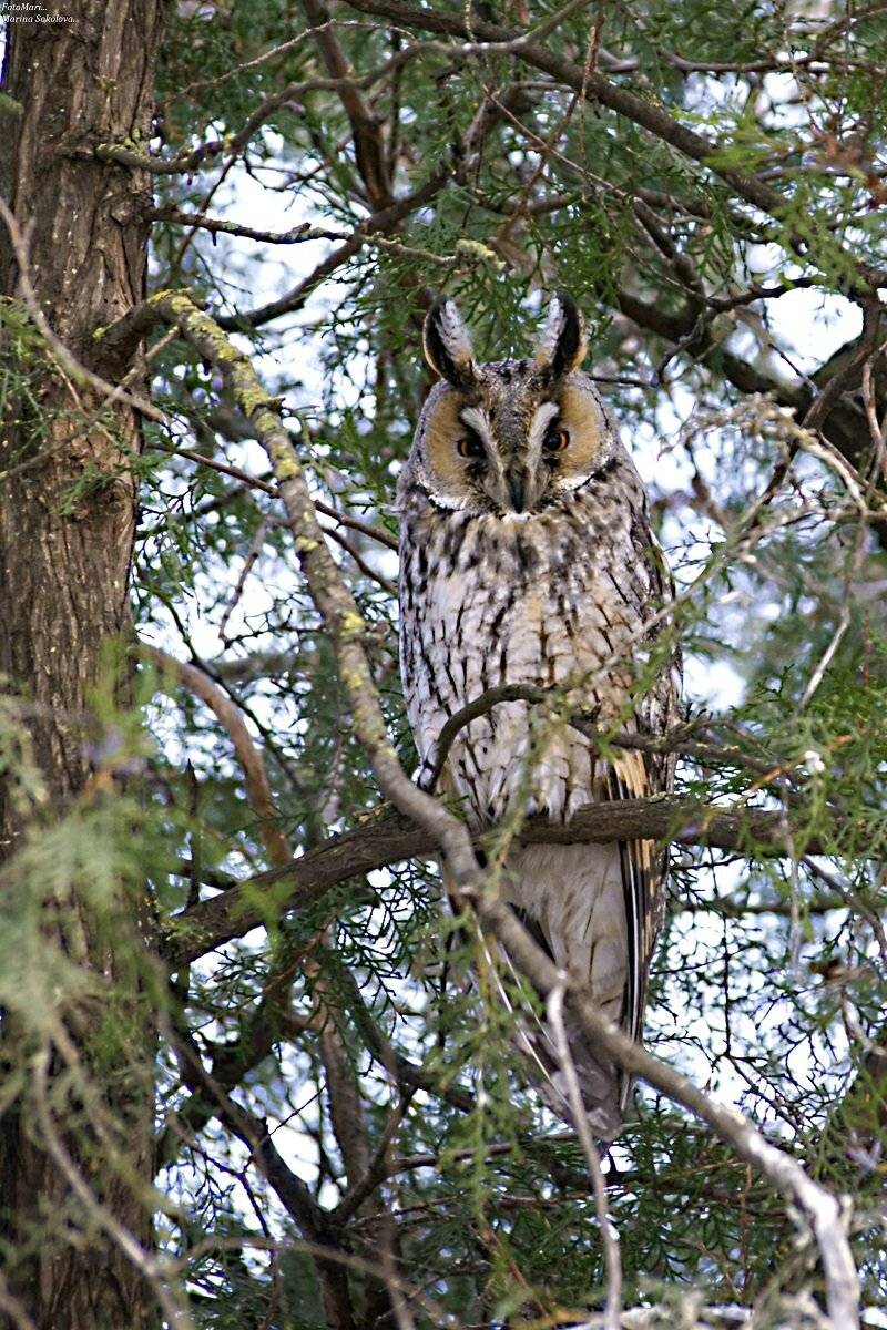 птицы,сова,ушастая сова,зима, Марина Соколова