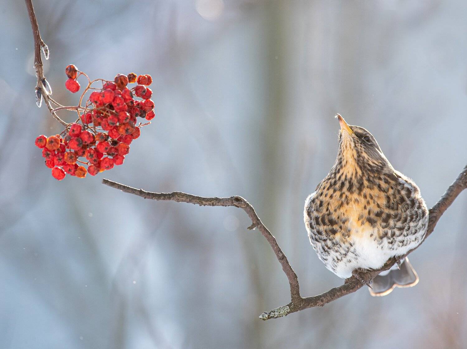 птицы,природа, зима, Андрей Киселёв