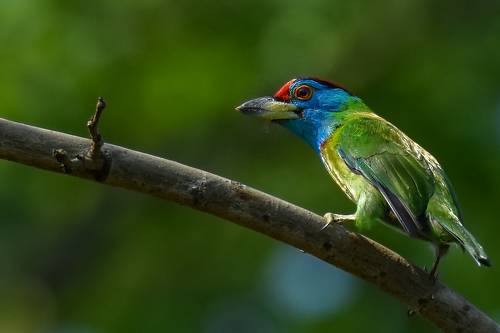 Blue Throated Barbet