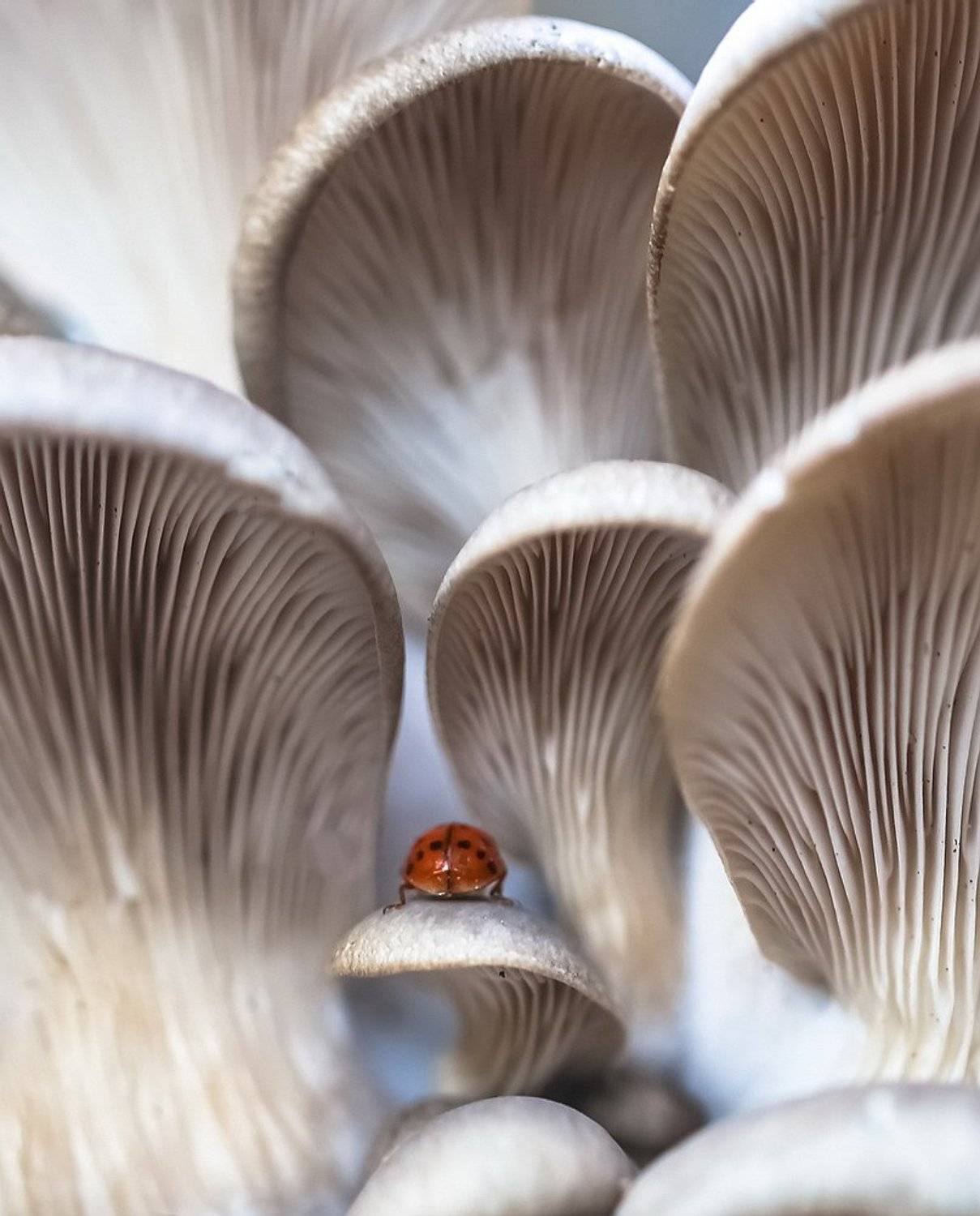 , Вячеслав Мищенко