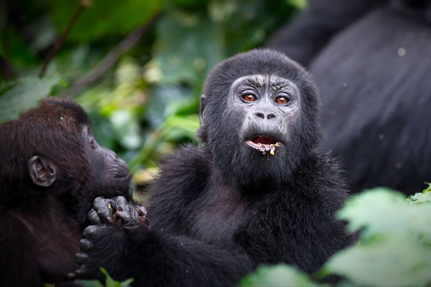 , Александр Перов