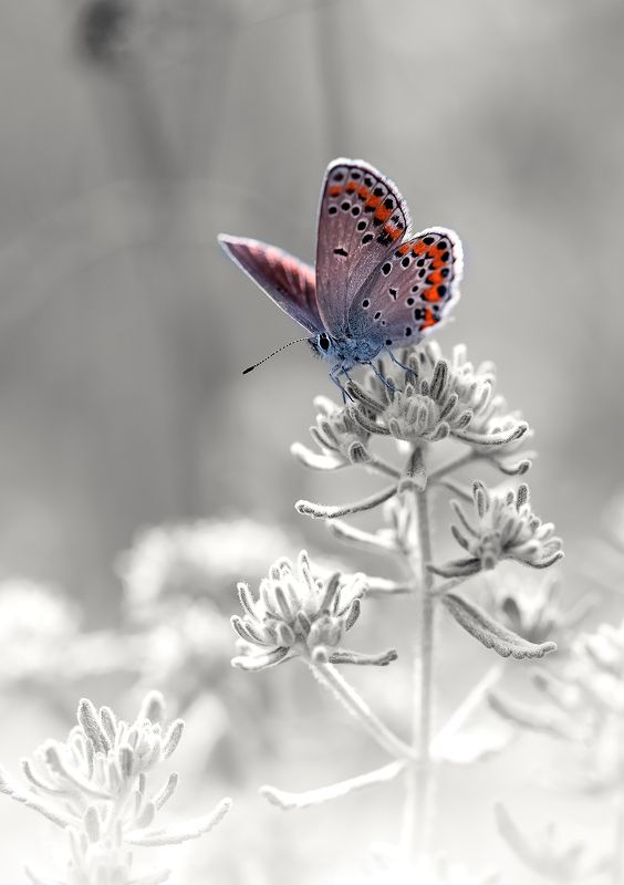 Ice Queen фото превью