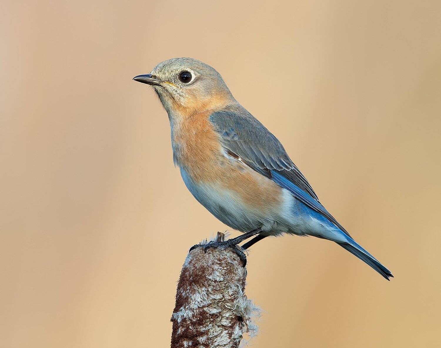 восточная сиалия, eastern bluebird,bluebird, Elizabeth Etkind