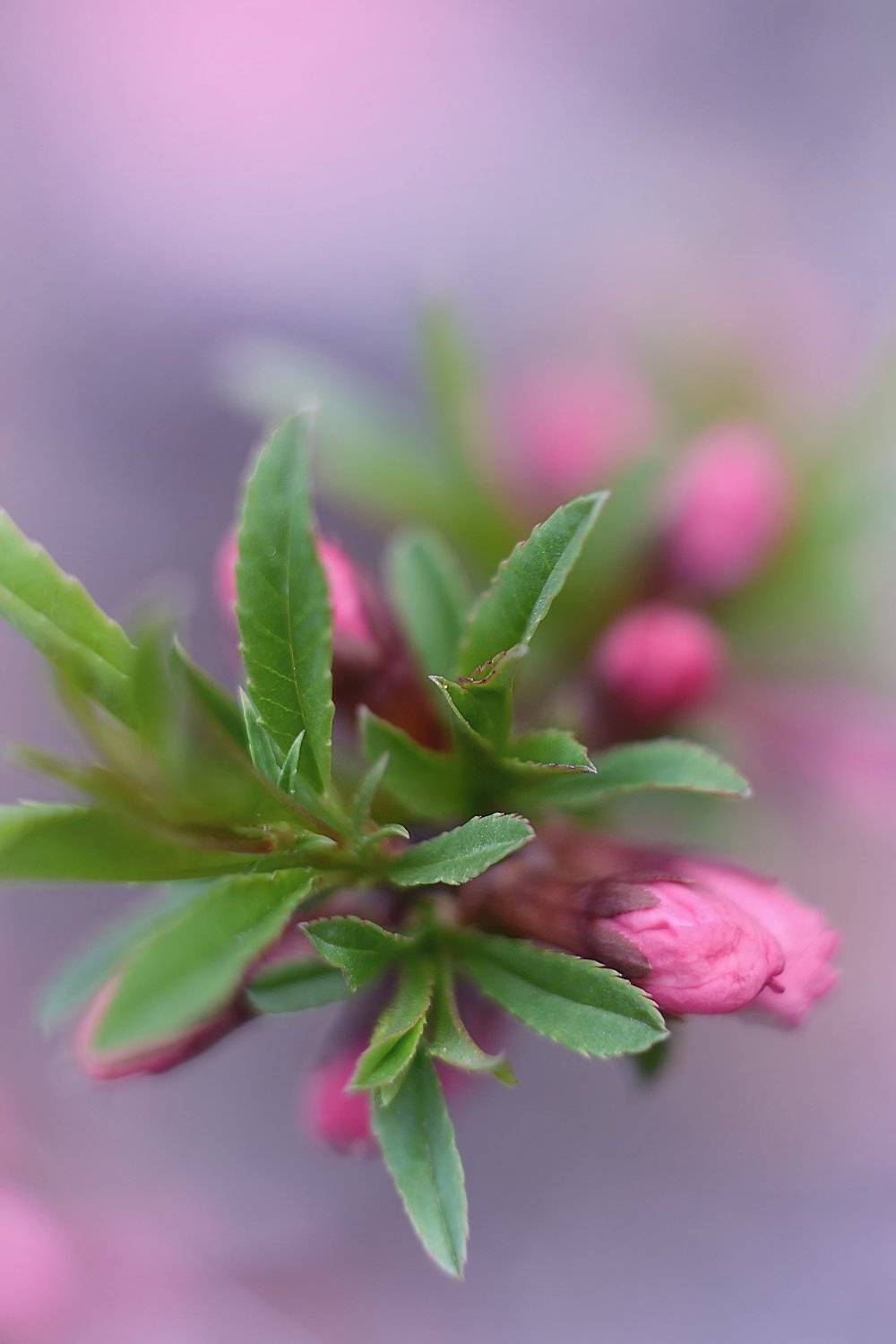 , Воинкова Ирина