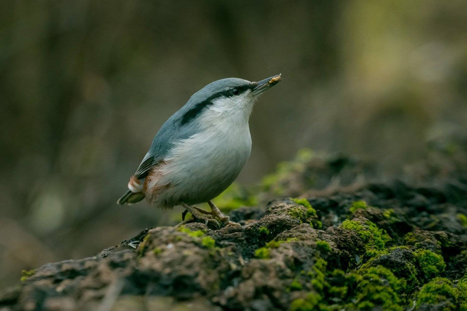 птицы, поползень, birds, wildlife, nuthatch, Алексей Юденков
